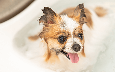 犬の温浴
